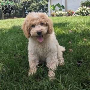 Daisy, Mini Goldendoodle Puppy