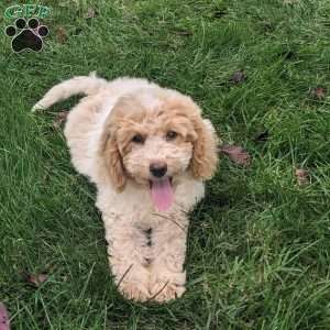 Daisy, Mini Goldendoodle Puppy