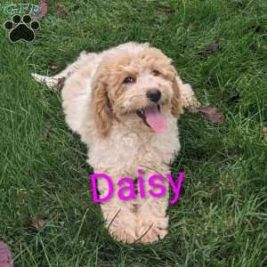 Daisy, Mini Goldendoodle Puppy