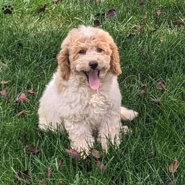 Daisy, Mini Goldendoodle Puppy