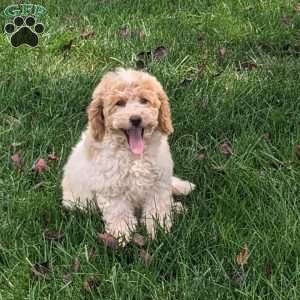 Daisy, Mini Goldendoodle Puppy