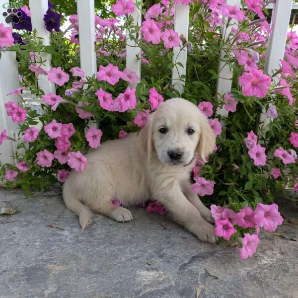 Starlight, English Cream Golden Retriever Puppy