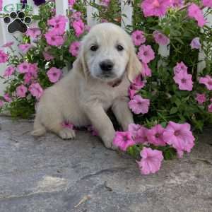 Starlight, English Cream Golden Retriever Puppy
