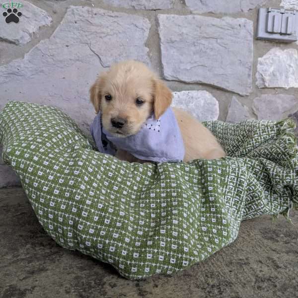 Starburst, English Cream Golden Retriever Puppy