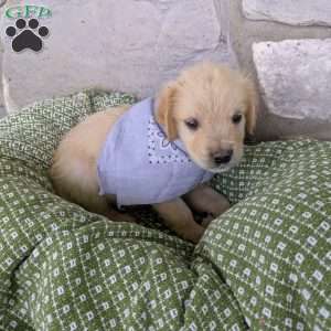 Starburst, English Cream Golden Retriever Puppy
