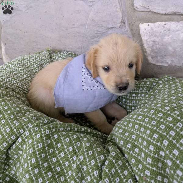 Starburst, English Cream Golden Retriever Puppy