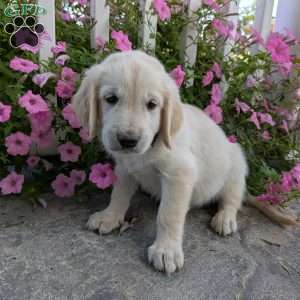 Sandy, English Cream Golden Retriever Puppy