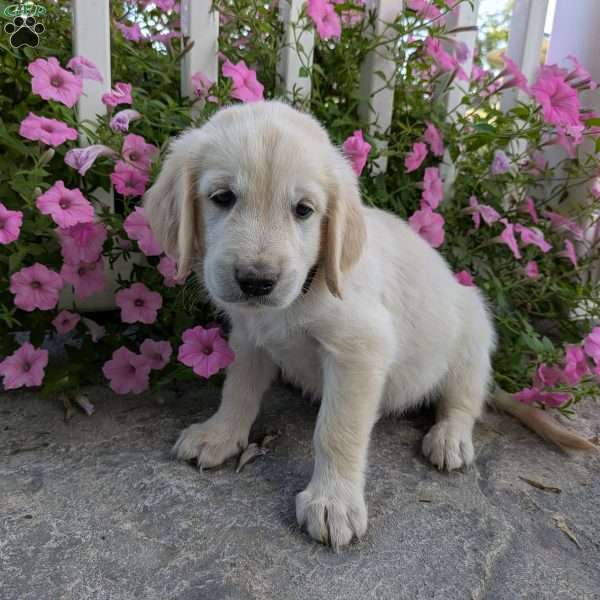 Sandy, English Cream Golden Retriever Puppy
