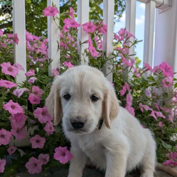Sandy, English Cream Golden Retriever Puppy