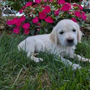 Skye, English Cream Golden Retriever Puppy