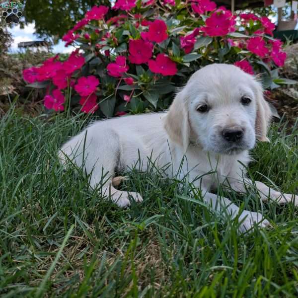 Skye, English Cream Golden Retriever Puppy