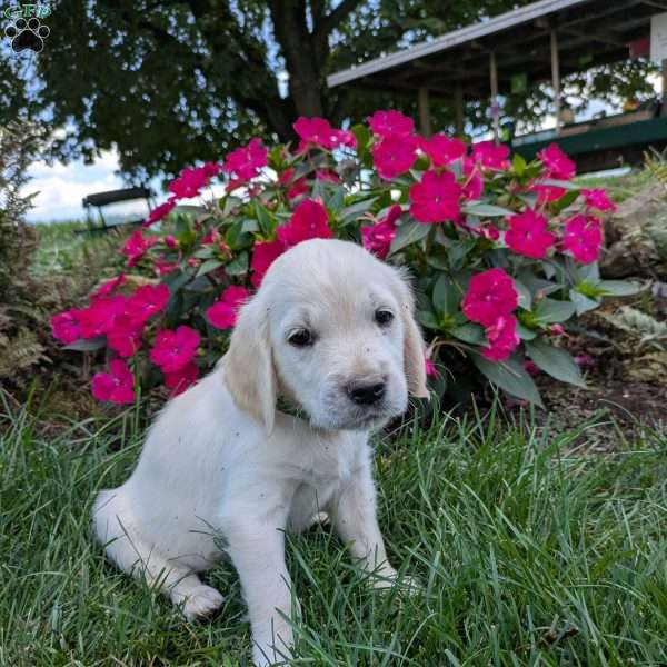 Skye, English Cream Golden Retriever Puppy