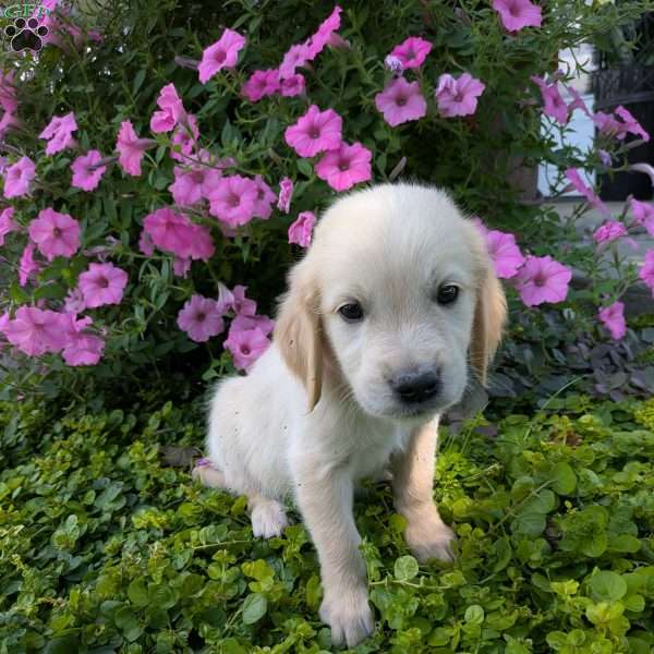 Samantha, English Cream Golden Retriever Puppy