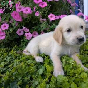 Samantha, English Cream Golden Retriever Puppy
