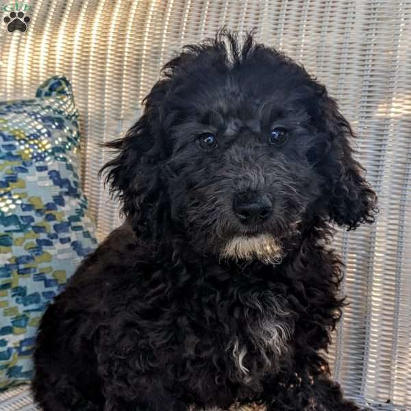 King, Mini Goldendoodle Puppy