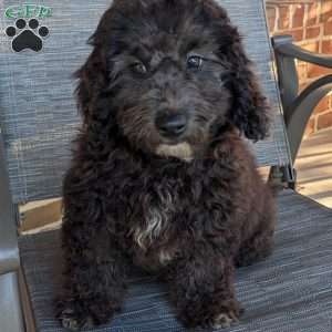 King, Mini Goldendoodle Puppy