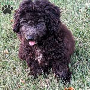 King, Mini Goldendoodle Puppy