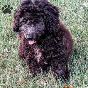 King, Mini Goldendoodle Puppy