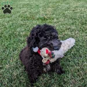 King, Mini Goldendoodle Puppy