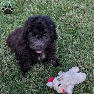 King, Mini Goldendoodle Puppy