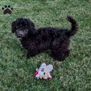 King, Mini Goldendoodle Puppy