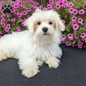 Duke, Maltese Puppy