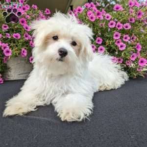 Duke, Maltese Puppy