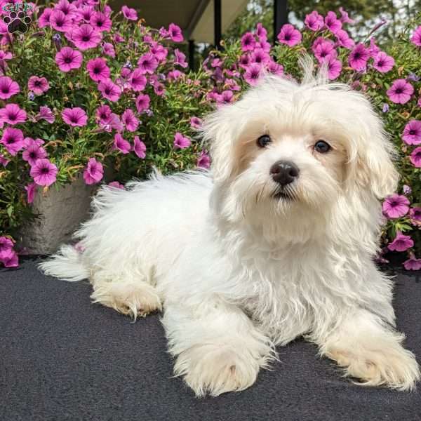 Duke, Maltese Puppy