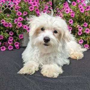 Duke, Maltese Puppy