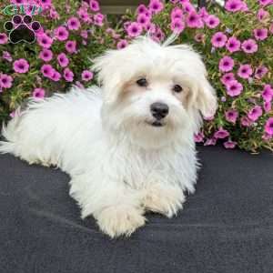 Duke, Maltese Puppy