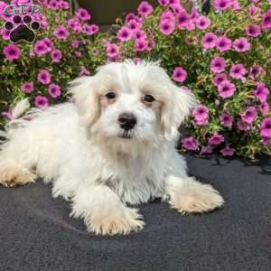 Kip, Maltese Puppy