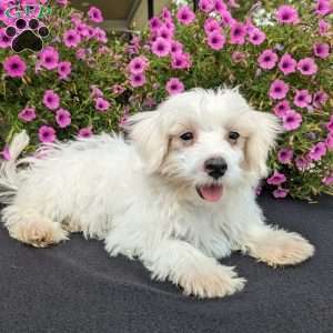Kip, Maltese Puppy