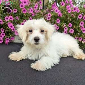 Kip, Maltese Puppy