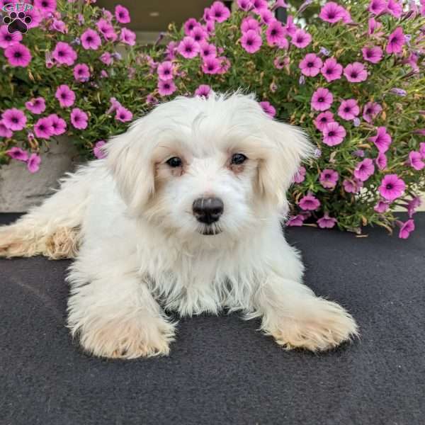 Kip, Maltese Puppy