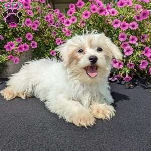 Khloe, Maltese Puppy