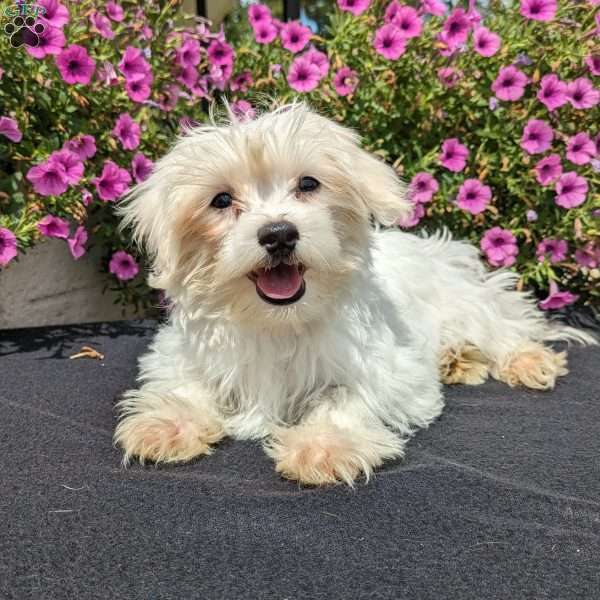 Khloe, Maltese Puppy