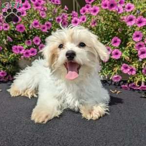 Khloe, Maltese Puppy
