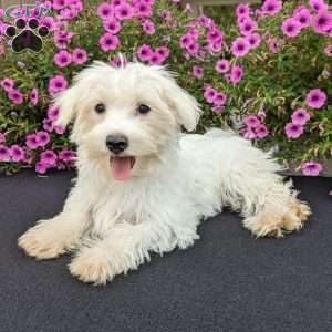 Kona, Maltese Puppy