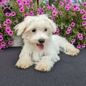 Kona, Maltese Puppy