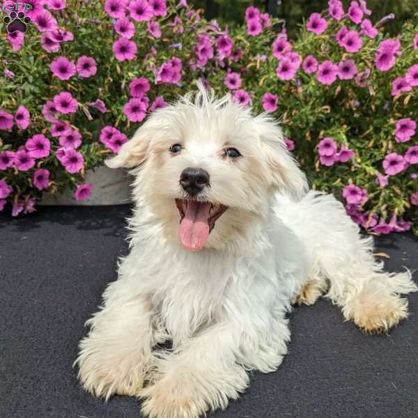 Kona, Maltese Puppy