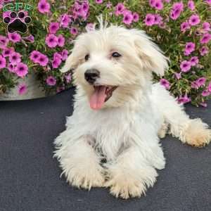 Kona, Maltese Puppy