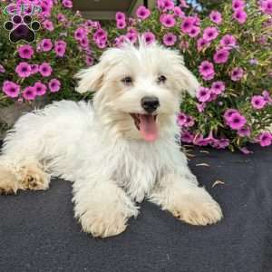 Kona, Maltese Puppy