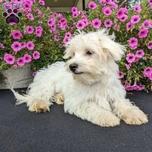 Kona, Maltese Puppy