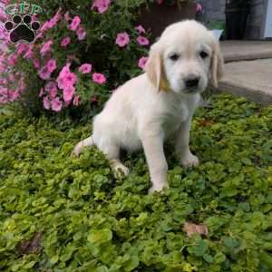 Skittles, English Cream Golden Retriever Puppy