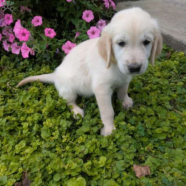 Skittles, English Cream Golden Retriever Puppy