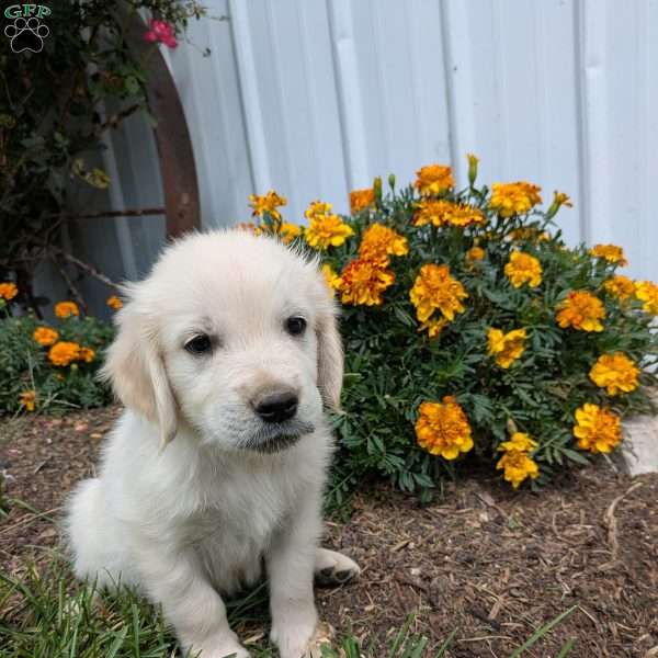Sidney, English Cream Golden Retriever Puppy
