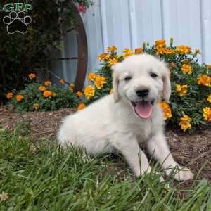 Sidney, English Cream Golden Retriever Puppy