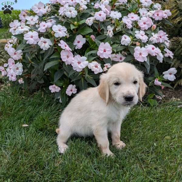 Snoopy, English Cream Golden Retriever Puppy
