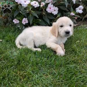 Snoopy, English Cream Golden Retriever Puppy