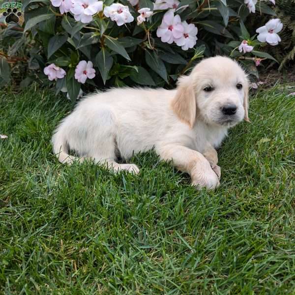 Snoopy, English Cream Golden Retriever Puppy